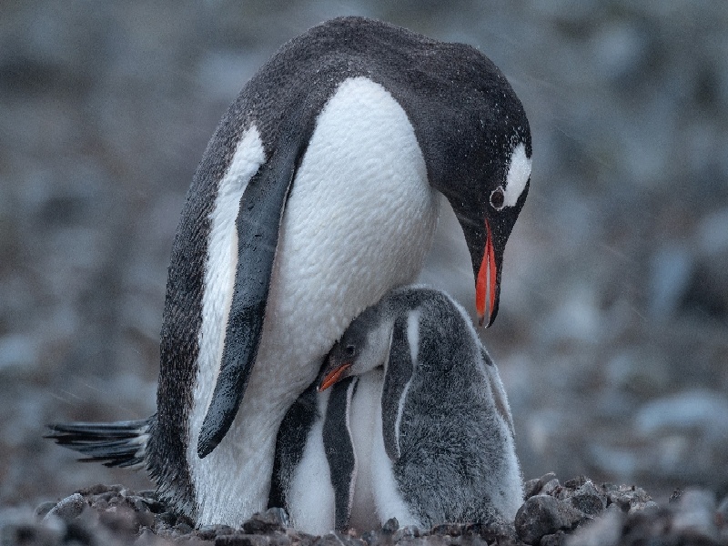 试管抗生素(试管早孕没测到)
